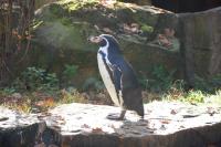 Imagine atasata: Zoo Berlin 0403.JPG